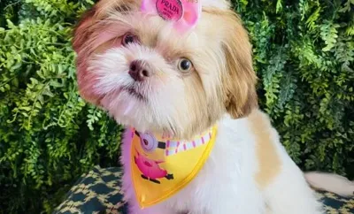 Chic Doggie the grooming studio, business photo 1